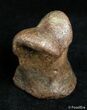 Well Preserved Theropod Toe Bone - Hell Creek #2995-1